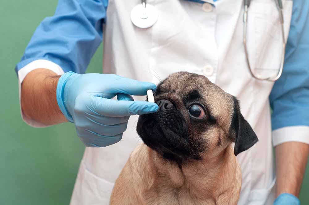 Anxiety Medications For Dogs